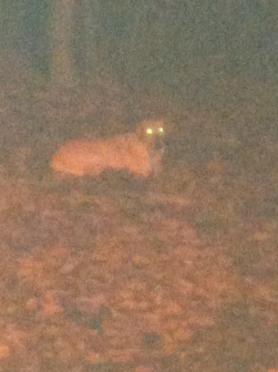 Here he is just hanging out in the woods. With devil eyes. Casual.