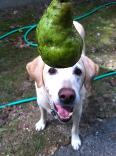 One time I threw a ball for Bode and he came back with this pear.